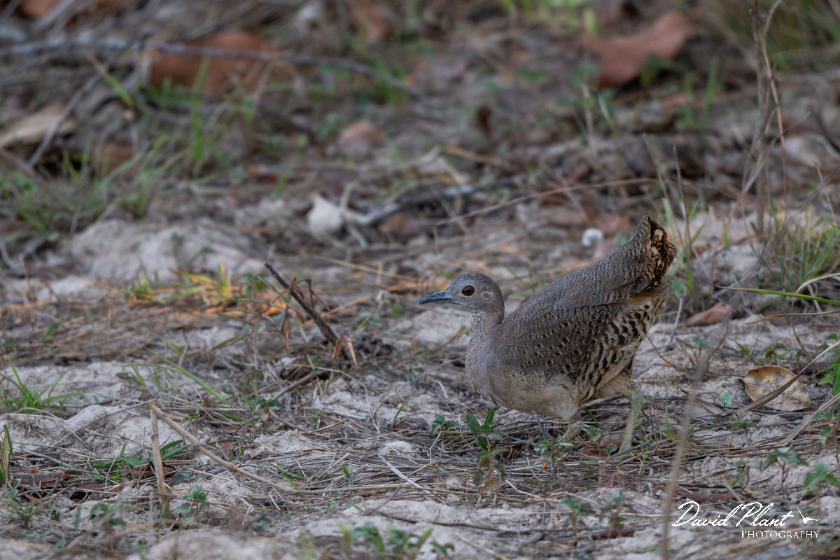 DPPhotography - Pantanal - Undulated tinamou - E.jpg - Undulated tinamou - Pantanal, Brazil