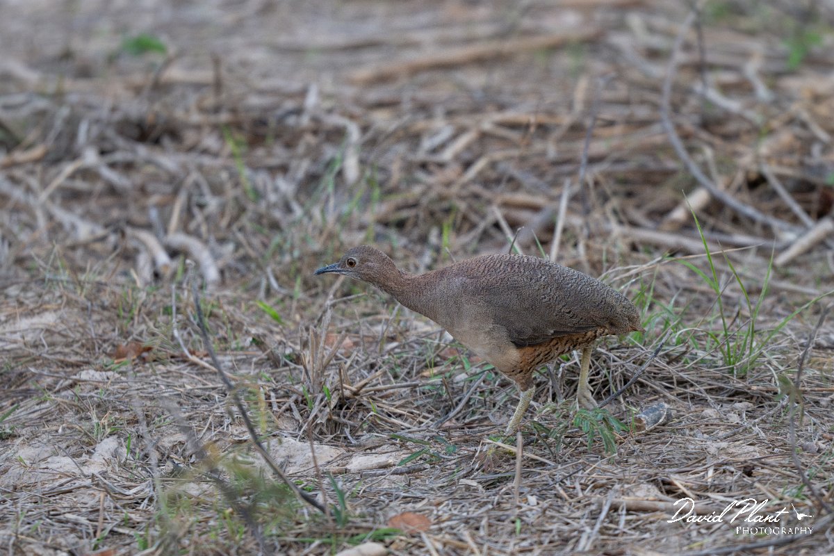 DPPhotography - Pantanal - Undulated tinamou - F.jpg - Undulated tinamou - Pantanal, Brazil