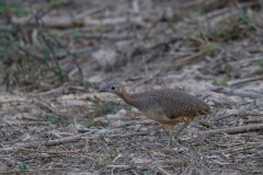 DPPhotography - Pantanal - Undulated tinamou - A