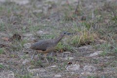 DPPhotography - Pantanal - Undulated tinamou - B