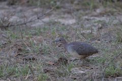 DPPhotography - Pantanal - Undulated tinamou - C