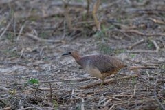 DPPhotography - Pantanal - Undulated tinamou - D