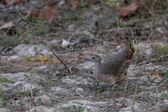 DPPhotography - Pantanal - Undulated tinamou - E