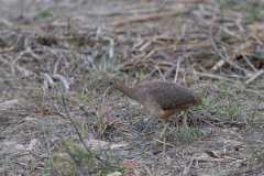 DPPhotography - Pantanal - Undulated tinamou - F