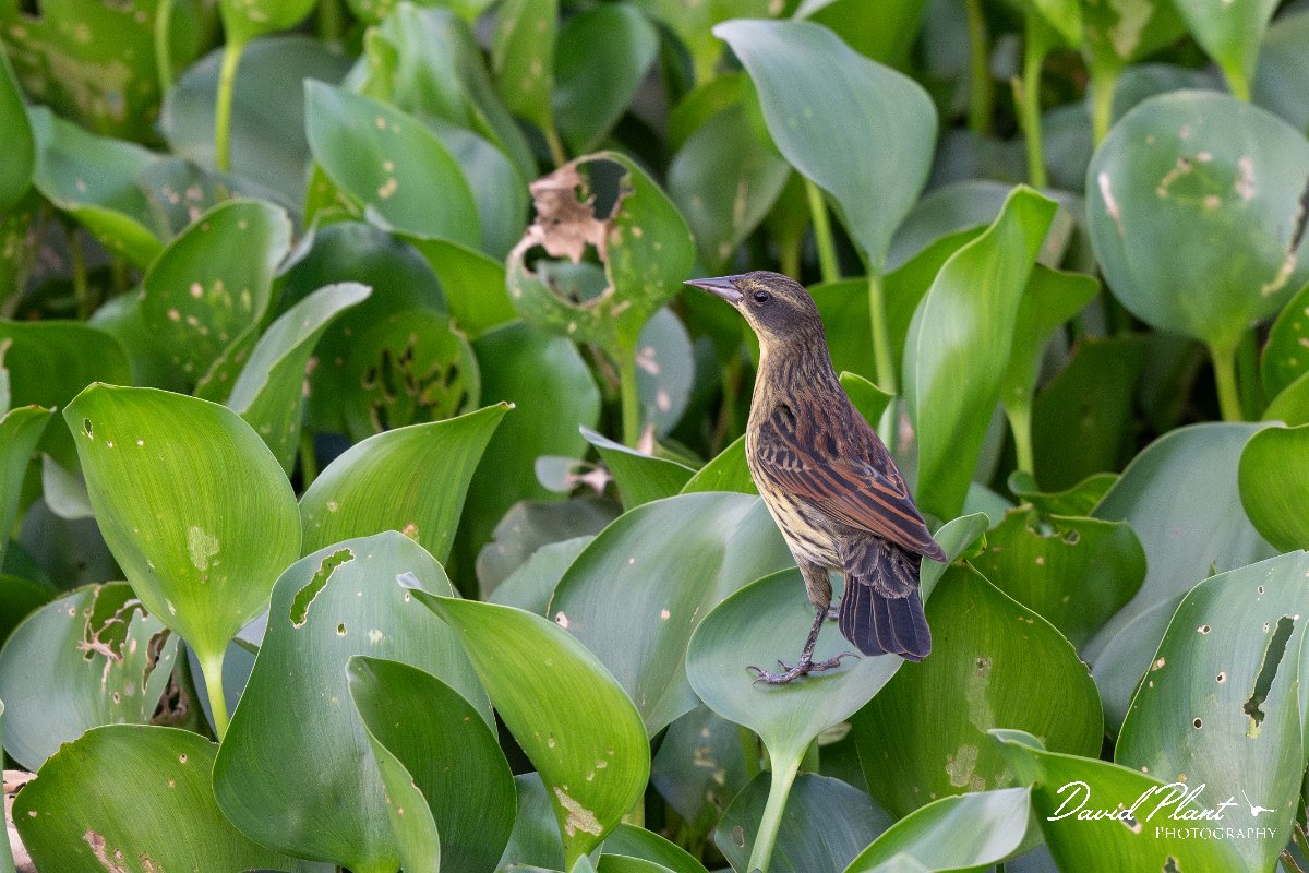 DPPhotography - Pantanal - Unicolored blackbird - B.jpg - Unicoloured blackbird, female - Transpantaneira, Brazil