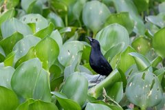 DPPhotography - Pantanal - Unicolored blackbird - A