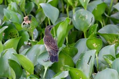 DPPhotography - Pantanal - Unicolored blackbird - C