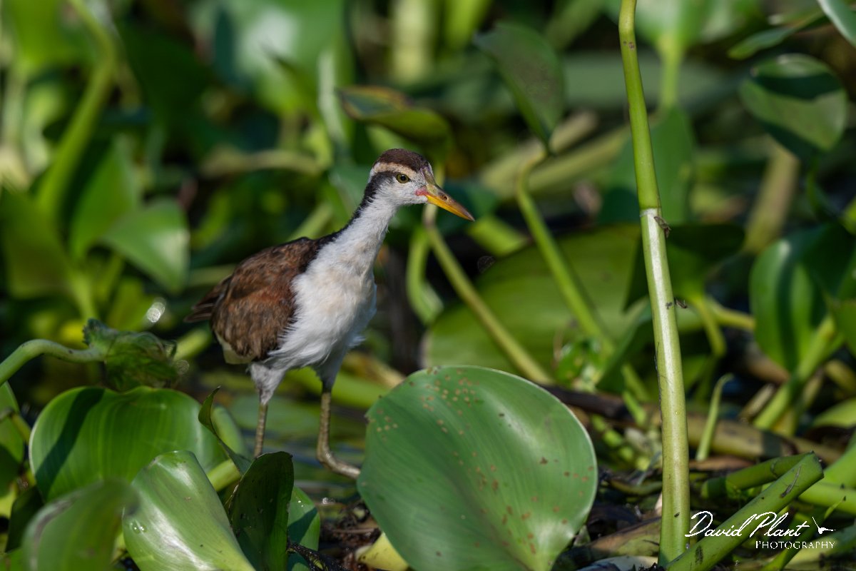 DPPhotography - Pantanal - Wattle jacana - B.jpg - Wattled jacana, juvenile - Corixa Três Irmãos, Pantanal, Brazil