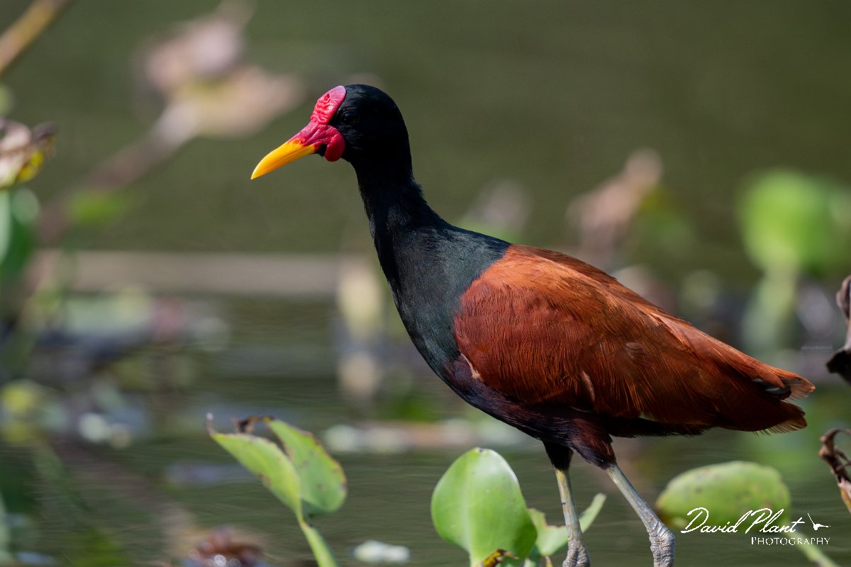 DPPhotography - Pantanal - Wattle jacana - D.jpg - Wattled jacana, adult - Rio Sararé, Pantanal, Brazil
