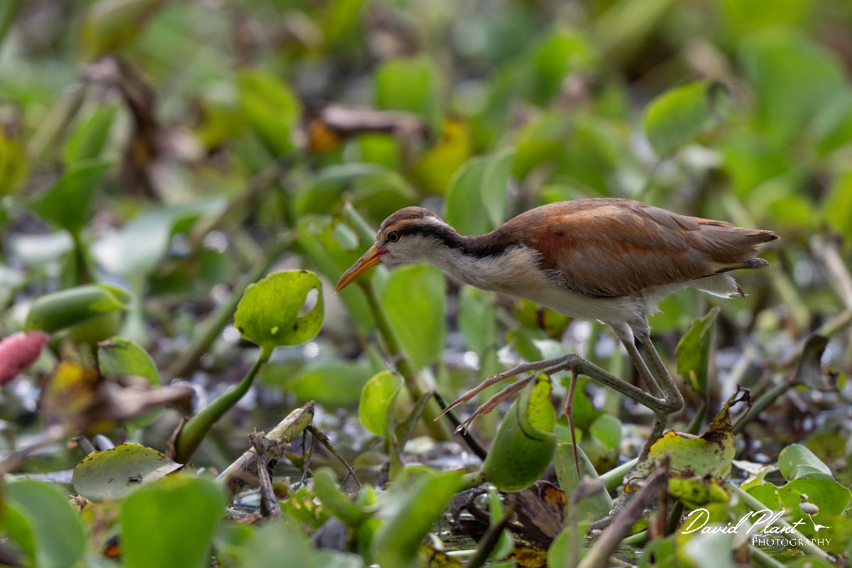 DPPhotography - Pantanal - Wattle jacana - E.jpg - Wattled jacana, juvenile - Rio Sararé, Pantanal, Brazil