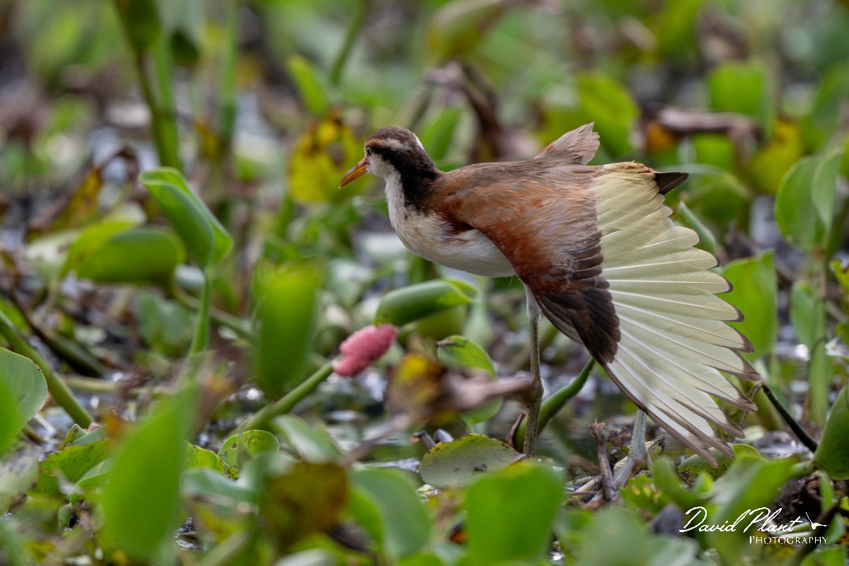 DPPhotography - Pantanal - Wattle jacana - F.jpg - Wattled jacana, juvenile - Rio Sararé, Pantanal, Brazil