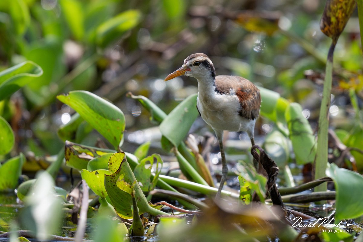 DPPhotography - Pantanal - Wattle jacana - G.jpg - Wattled jacana, juvenile - Rio Sararé, Pantanal, Brazil
