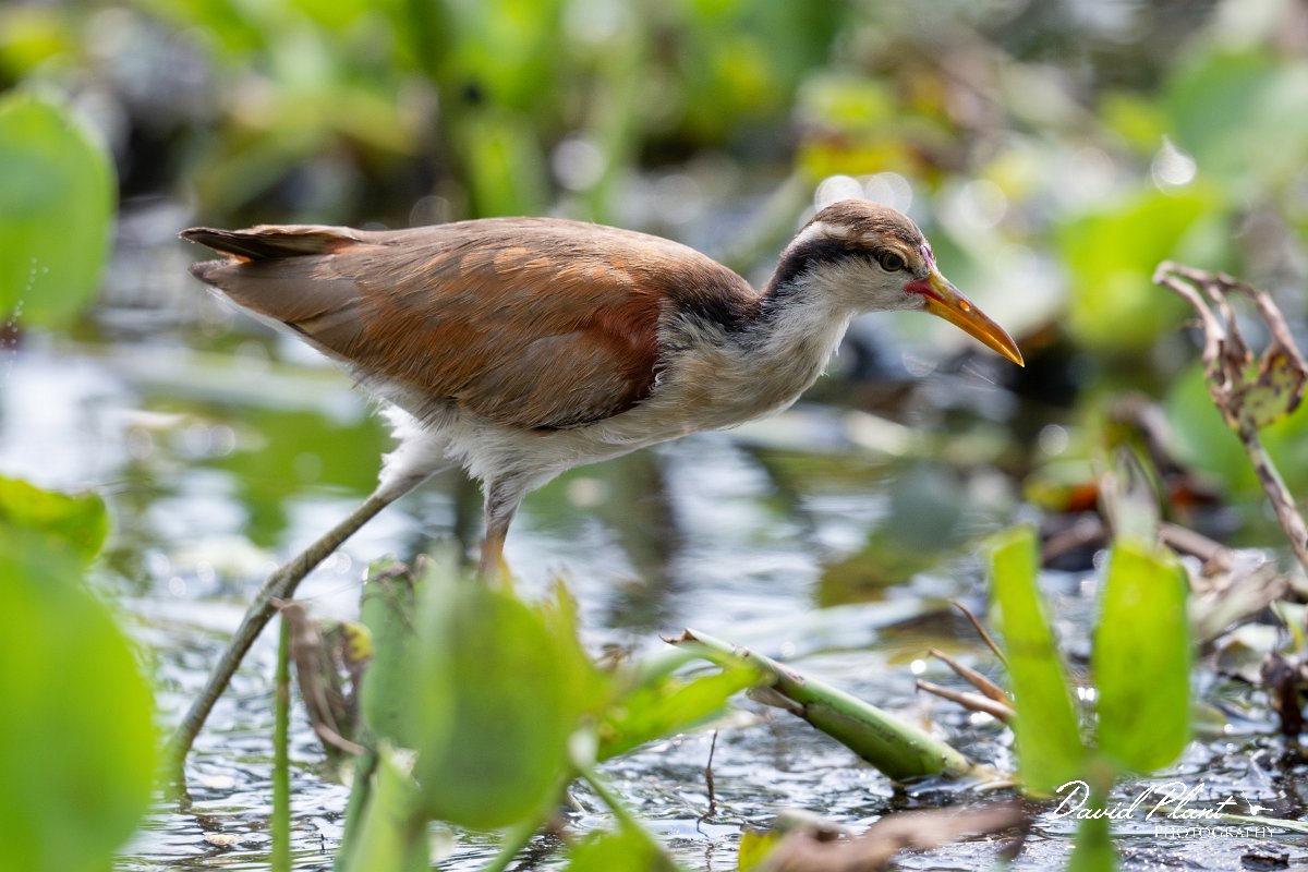 DPPhotography - Pantanal - Wattle jacana - J.jpg - Wattled jacana, juvenile - Rio Sararé, Pantanal, Brazil