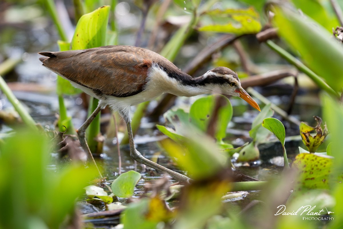 DPPhotography - Pantanal - Wattle jacana - K.jpg - Wattled jacana, juvenile - Rio Sararé, Pantanal, Brazil