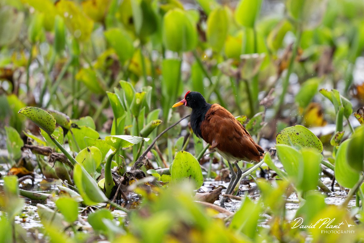 DPPhotography - Pantanal - Wattle jacana - L.jpg - Wattled jacana, adult - Rio Sararé, Pantanal, Brazil