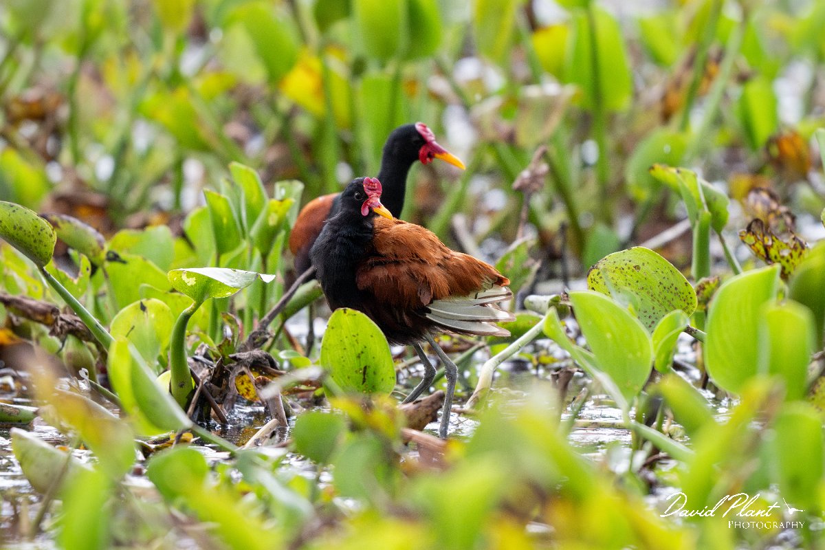 DPPhotography - Pantanal - Wattle jacana - M.jpg - Wattled jacana, adult - Rio Sararé, Pantanal, Brazil