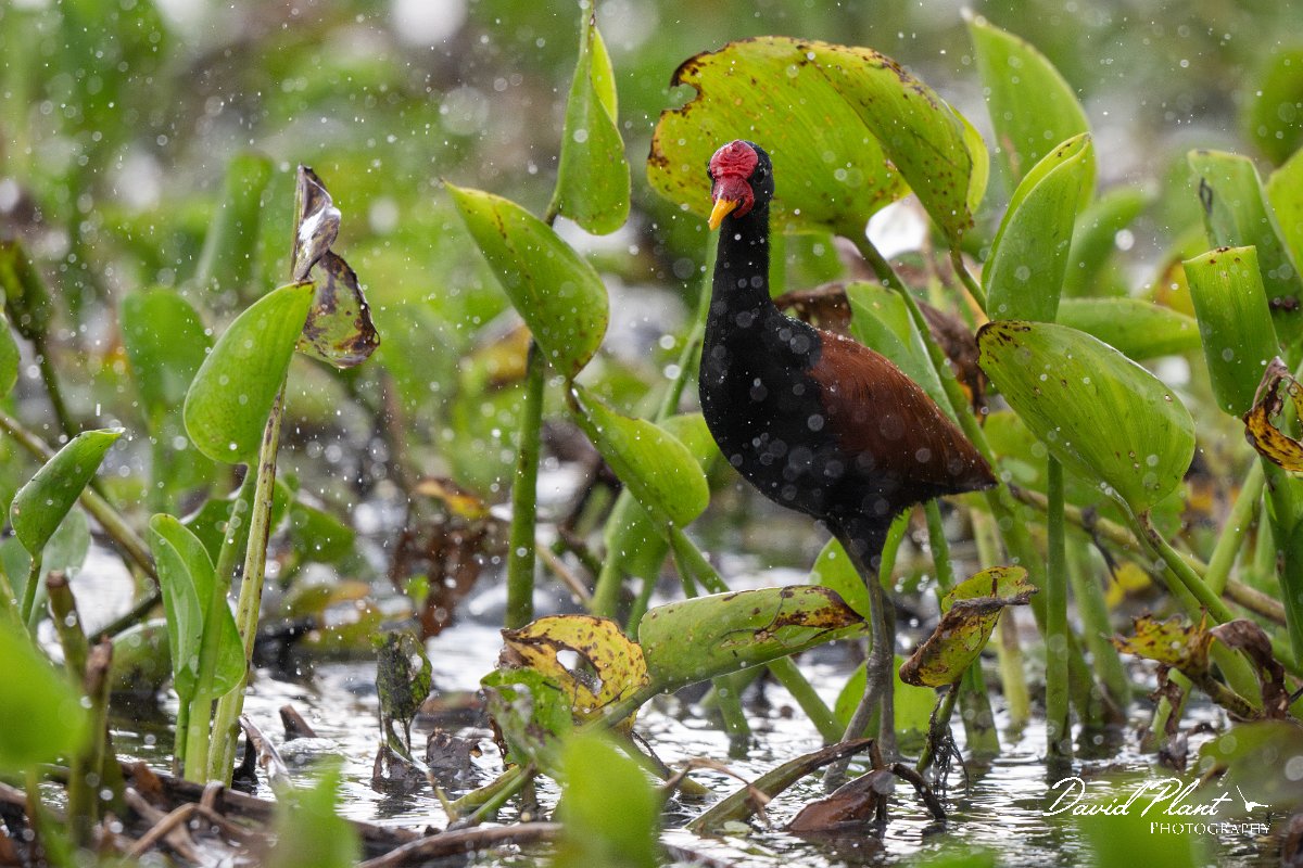 DPPhotography - Pantanal - Wattle jacana - N.jpg - Wattled jacana, adult - Rio Sararé, Pantanal, Brazil