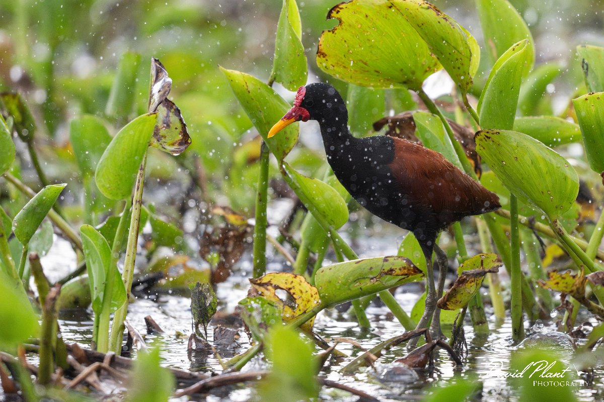 DPPhotography - Pantanal - Wattle jacana - O.jpg - Wattled jacana, adult - Rio Sararé, Pantanal, Brazil