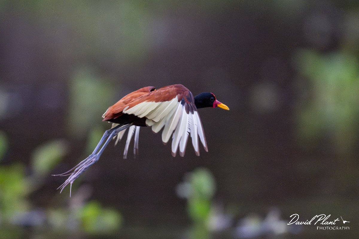 DPPhotography - Pantanal - Wattle jacana - P.jpg - Wattled jacana, adult - Rio Sararé, Pantanal, Brazil