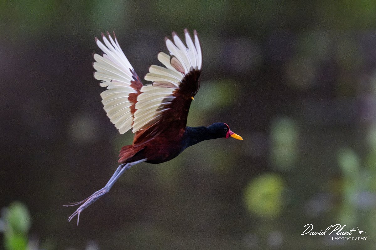 DPPhotography - Pantanal - Wattle jacana - Q.jpg - Wattled jacana, adult - Rio Sararé, Pantanal, Brazil