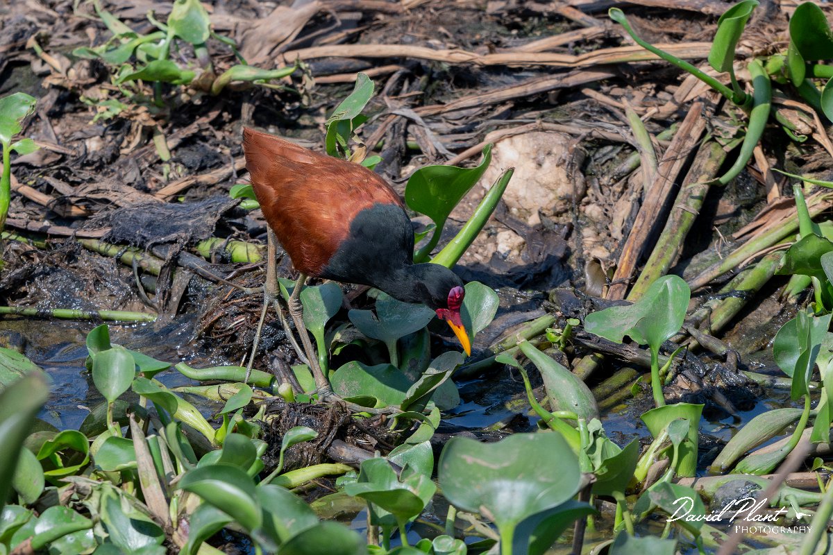 DPPhotography - Pantanal - Wattle jacana - R.jpg - Wattled jacana, adult - Corixa Três Irmãos, Pantanal, Brazil