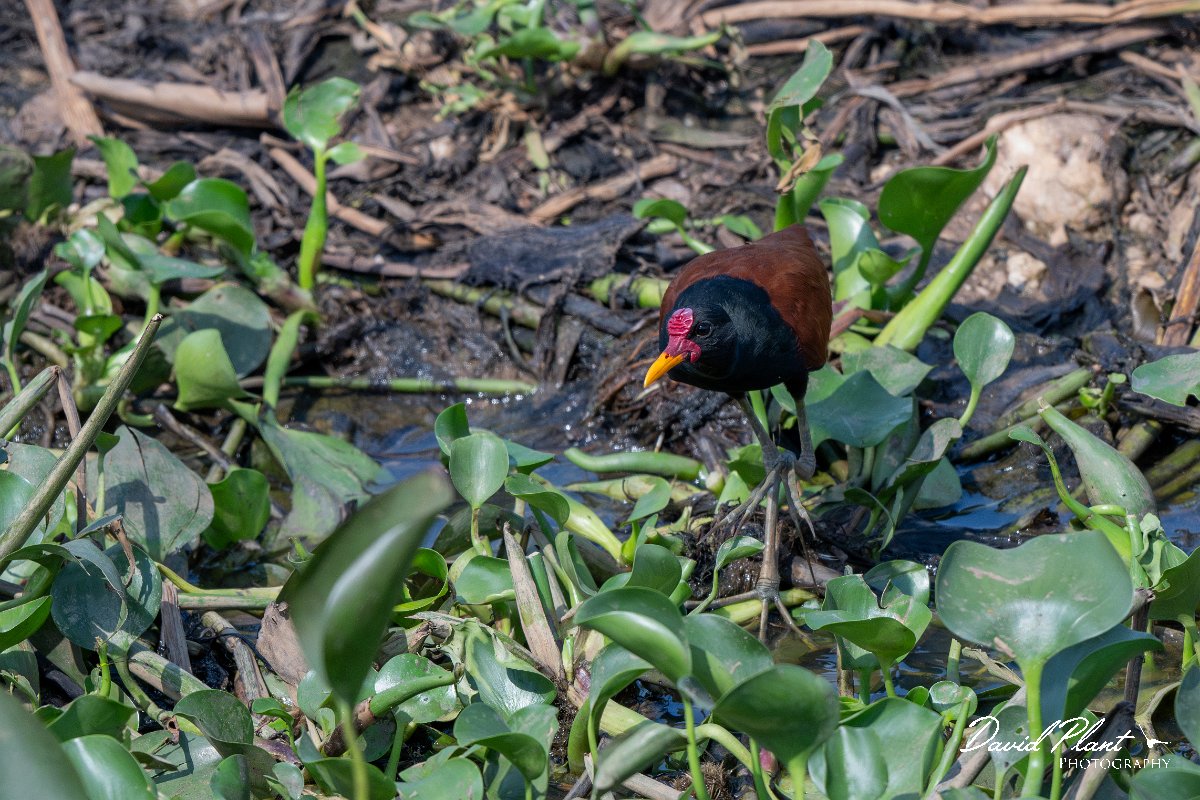 DPPhotography - Pantanal - Wattle jacana - S.jpg - Wattled jacana, adult - Corixa Três Irmãos, Pantanal, Brazil