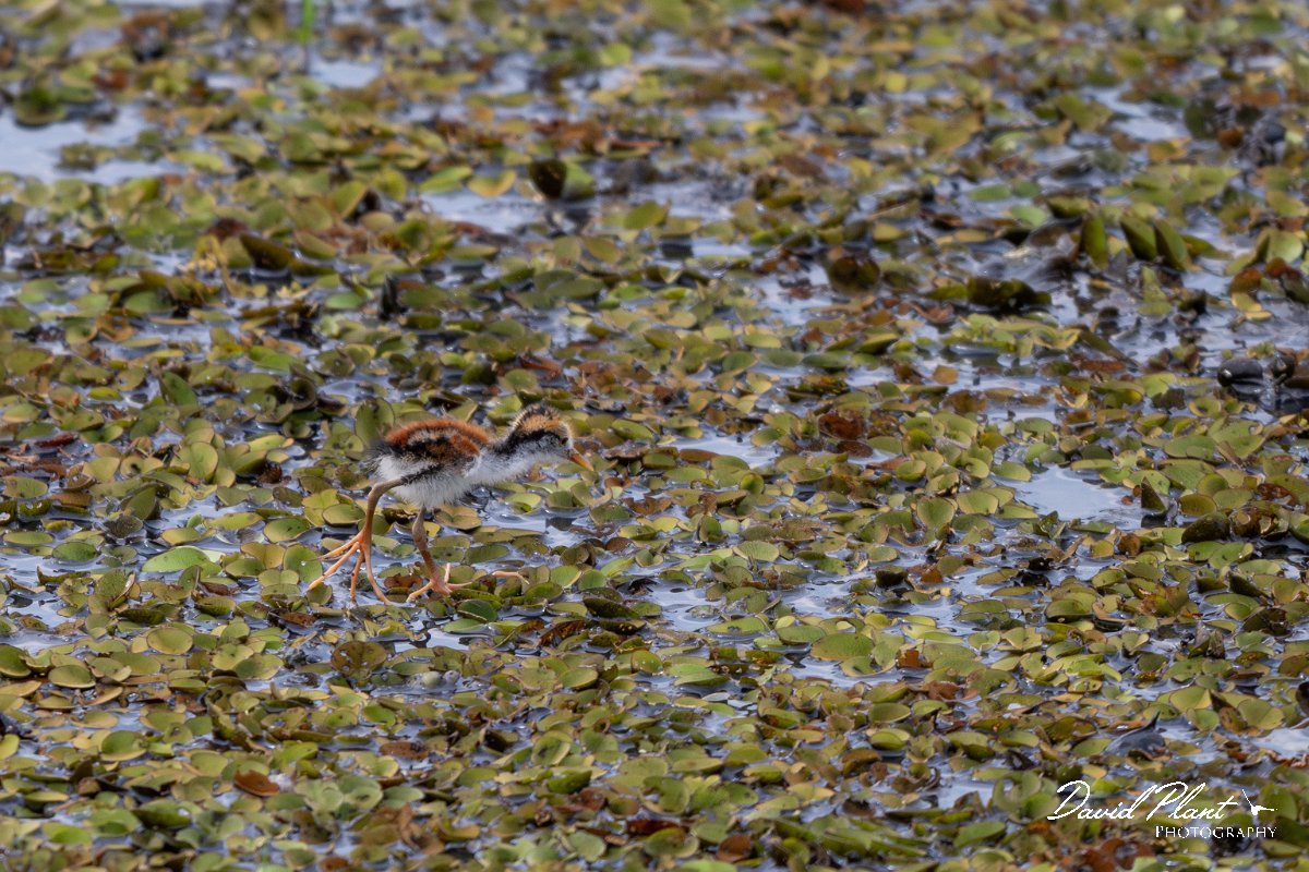 DPPhotography - Pantanal - Wattle jacana - T.jpg - Wattled jacana, chick - Corixa Três Irmãos, Pantanal, Brazil