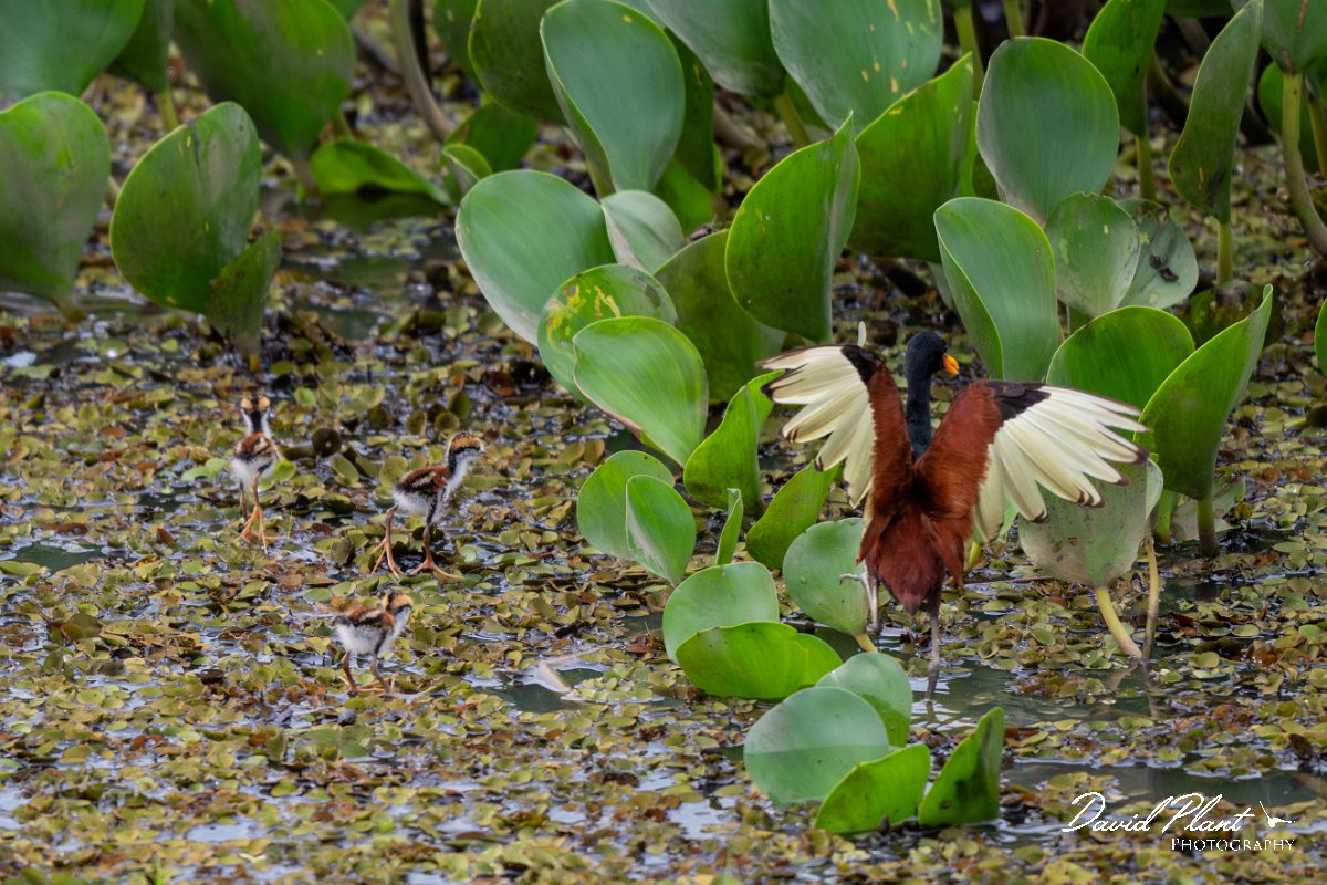 DPPhotography - Pantanal - Wattle jacana - U.jpg - Wattled jacana, adult - Corixa Três Irmãos, Pantanal, Brazil