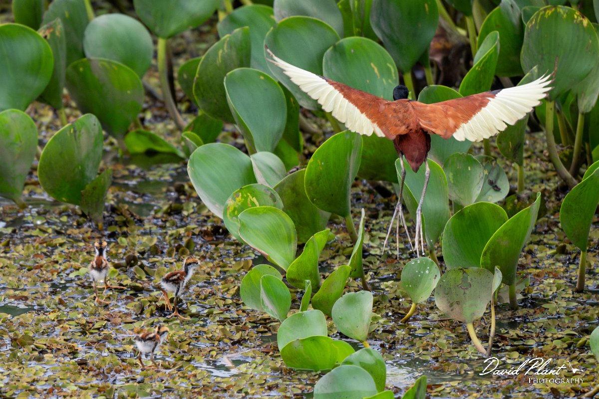 DPPhotography - Pantanal - Wattle jacana - V.jpg - Wattled jacana, adult - Corixa Três Irmãos, Pantanal, Brazil