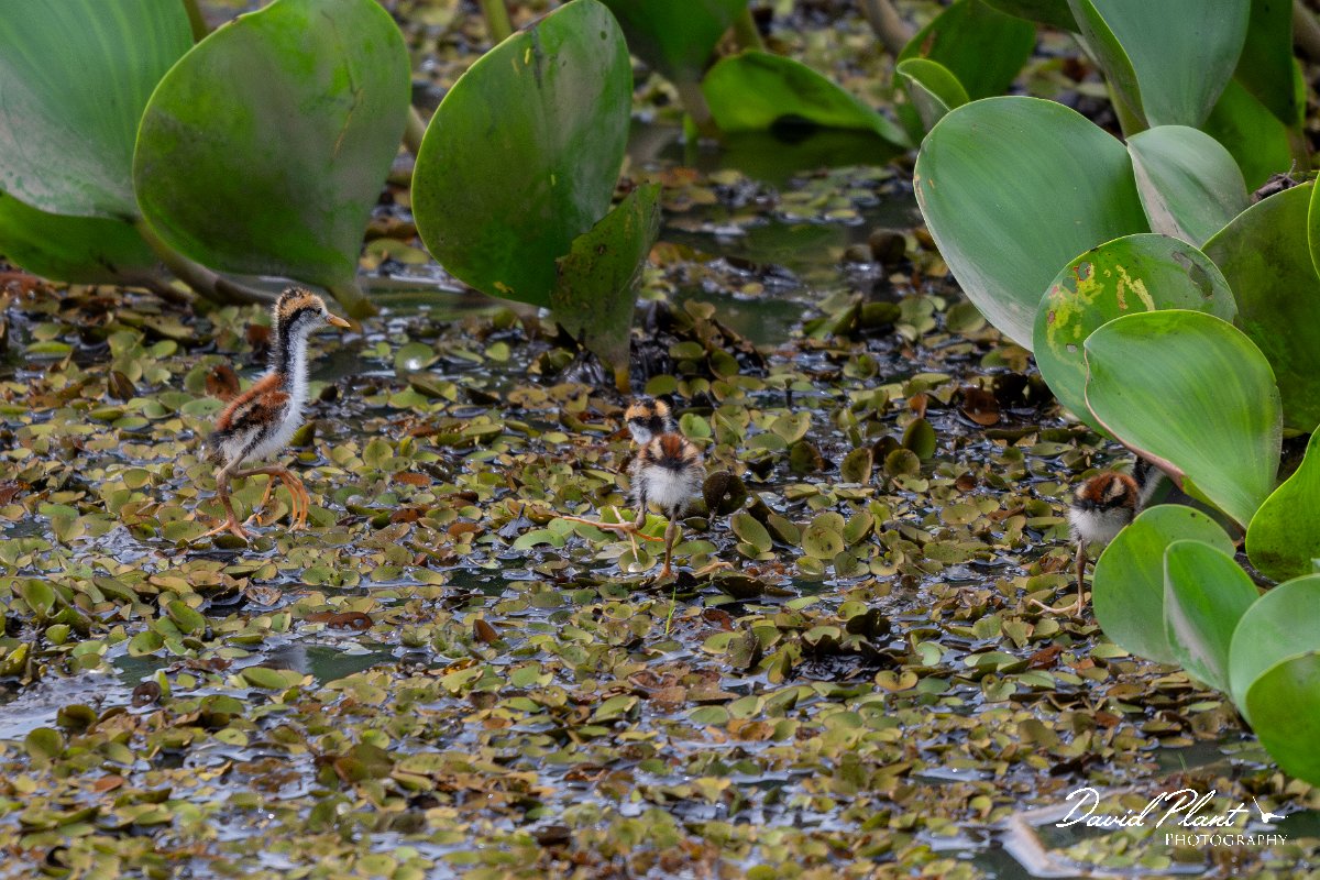 DPPhotography - Pantanal - Wattle jacana - W.jpg - Wattled jacana, chick - Corixa Três Irmãos, Pantanal, Brazil