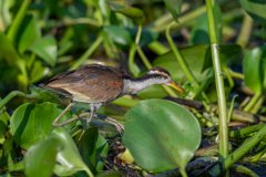 DPPhotography - Pantanal - Wattle jacana - A