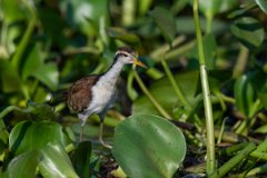 DPPhotography - Pantanal - Wattle jacana - B