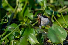 DPPhotography - Pantanal - Wattle jacana - C