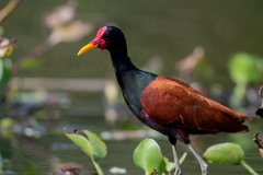 DPPhotography - Pantanal - Wattle jacana - D