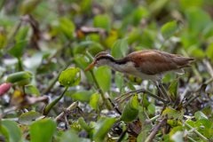 DPPhotography - Pantanal - Wattle jacana - E