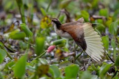 DPPhotography - Pantanal - Wattle jacana - F