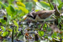 DPPhotography - Pantanal - Wattle jacana - H