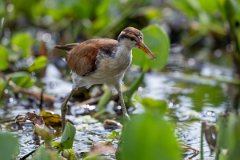 DPPhotography - Pantanal - Wattle jacana - I
