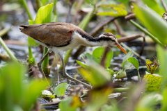 DPPhotography - Pantanal - Wattle jacana - K
