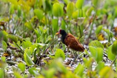 DPPhotography - Pantanal - Wattle jacana - L