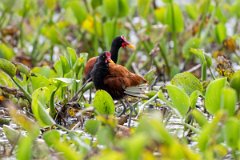 DPPhotography - Pantanal - Wattle jacana - M