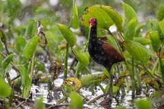DPPhotography - Pantanal - Wattle jacana - N