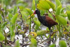DPPhotography - Pantanal - Wattle jacana - O