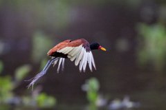 DPPhotography - Pantanal - Wattle jacana - P