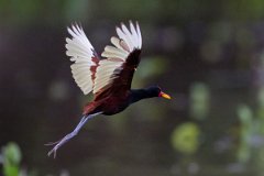 DPPhotography - Pantanal - Wattle jacana - Q
