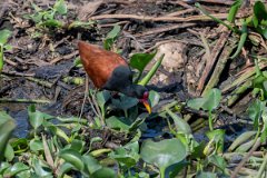 DPPhotography - Pantanal - Wattle jacana - R