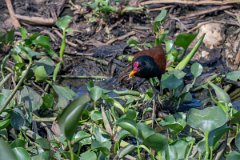 DPPhotography - Pantanal - Wattle jacana - S