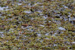 DPPhotography - Pantanal - Wattle jacana - T