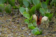 DPPhotography - Pantanal - Wattle jacana - U