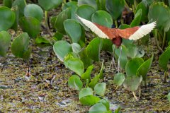 DPPhotography - Pantanal - Wattle jacana - V